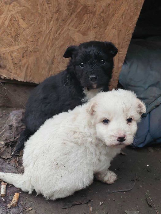 ВІДДАМ .Щенки. Цуценята. Собака