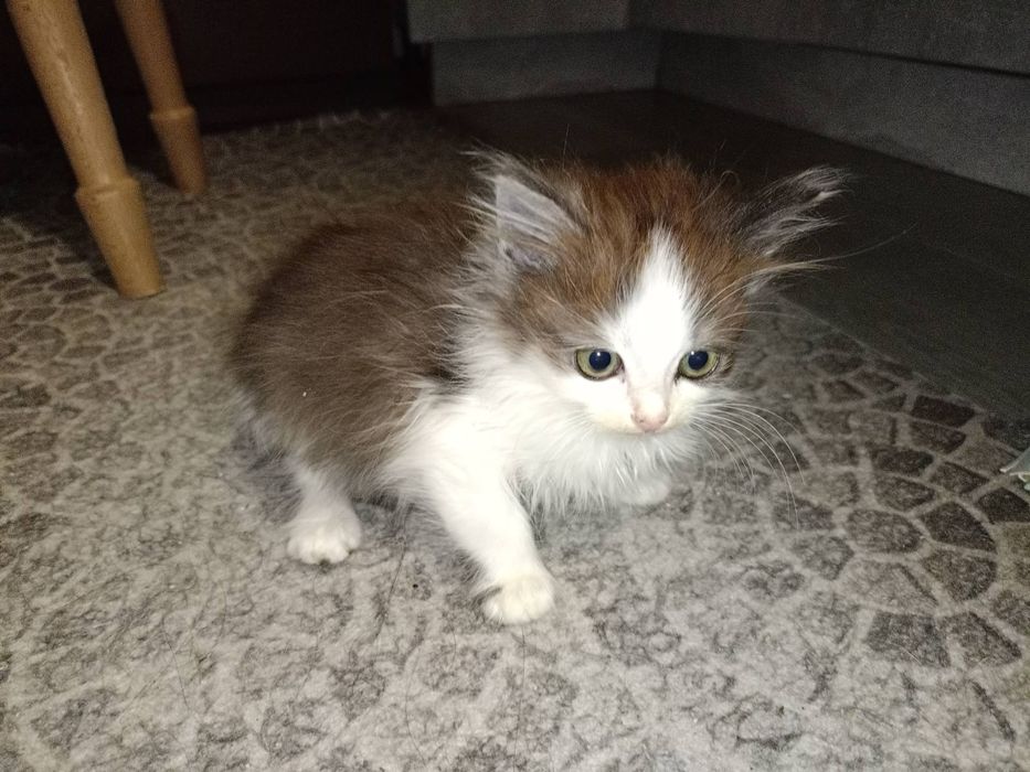 Котики у добрі руки