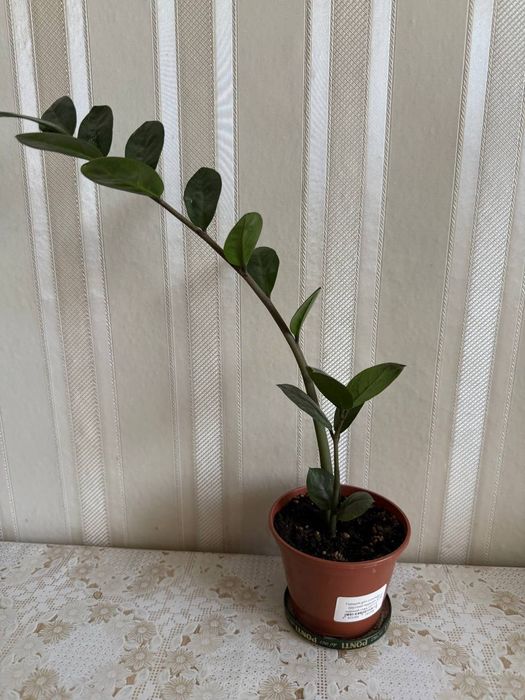 Заміокулькас.   .