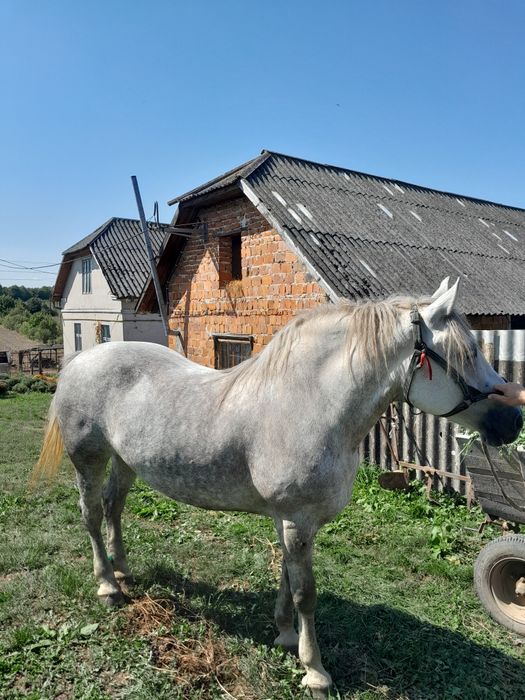 Продам кобилу, 6 років