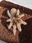 Grammostola rosea (porteri) 6dc Samica - ptasznik