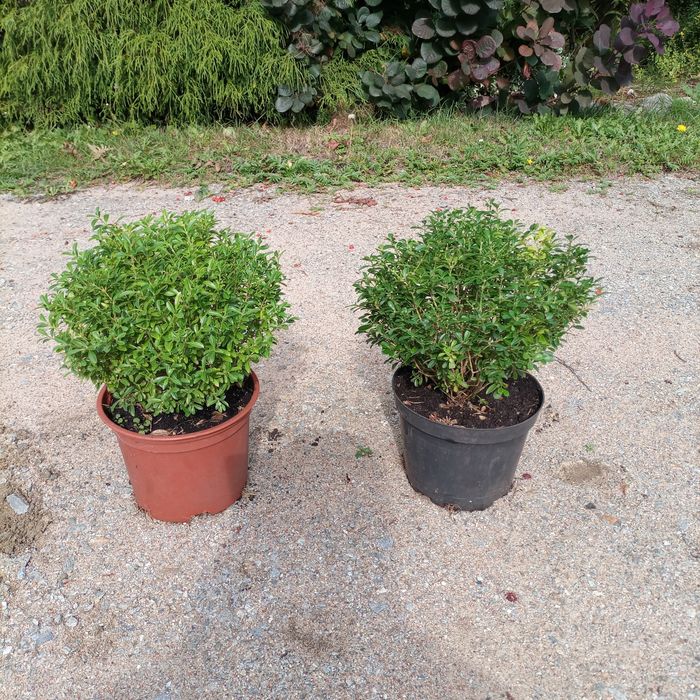 Bukszpany i inne krzewy ozdobne