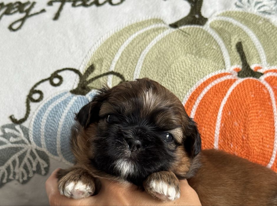 szczeniaczek shih tzu ZKwP