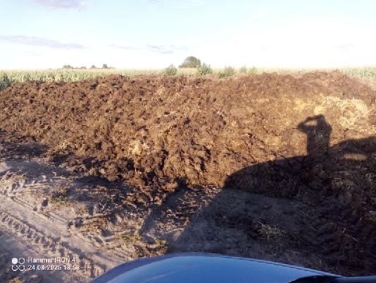 Obornik bydlęcy duża ilość