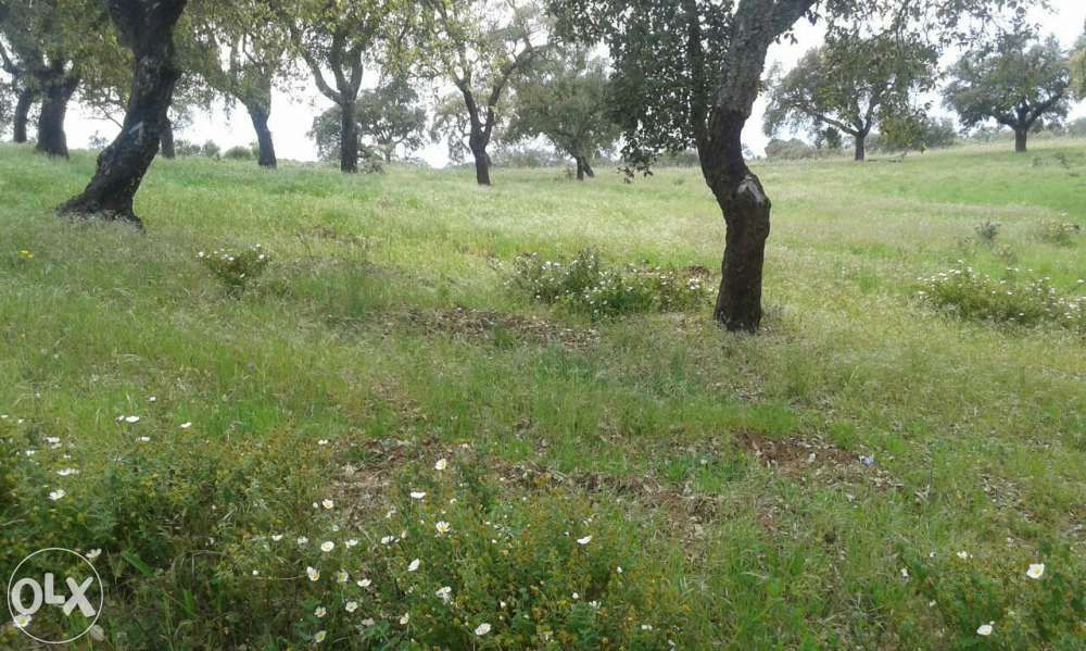 Poda de arvores variadas