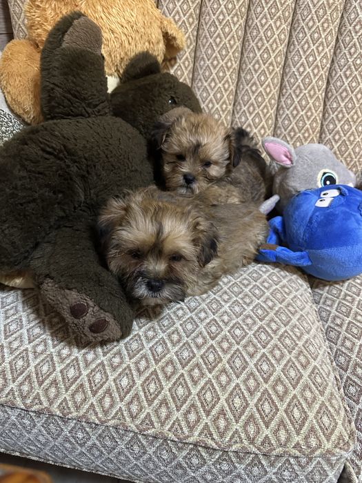 Shorkie york &shih tzu piesek