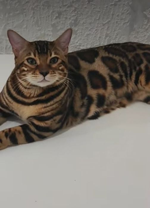 Бенгали Bengal. Офіційний Розплідник!