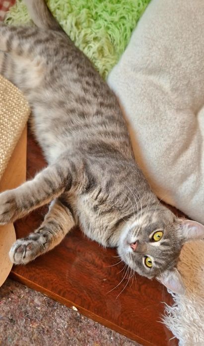 Чудовий котик в пошуках родини!