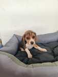 Beagle trikolor aktualne