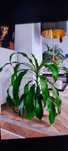 Dracena wonna z doniczką