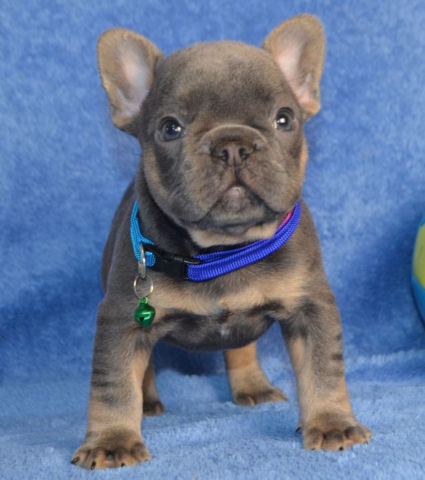 Шикарна.   очаровашка блакитна