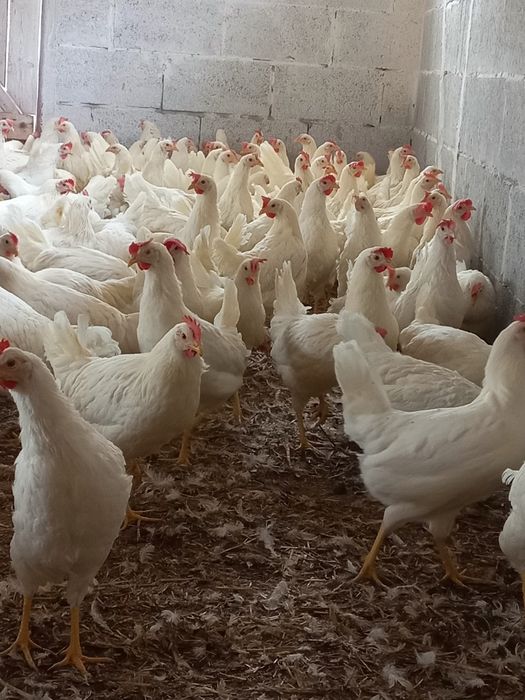 Leghorn z Jajkiem 22 tygodnie. Zielononóżki