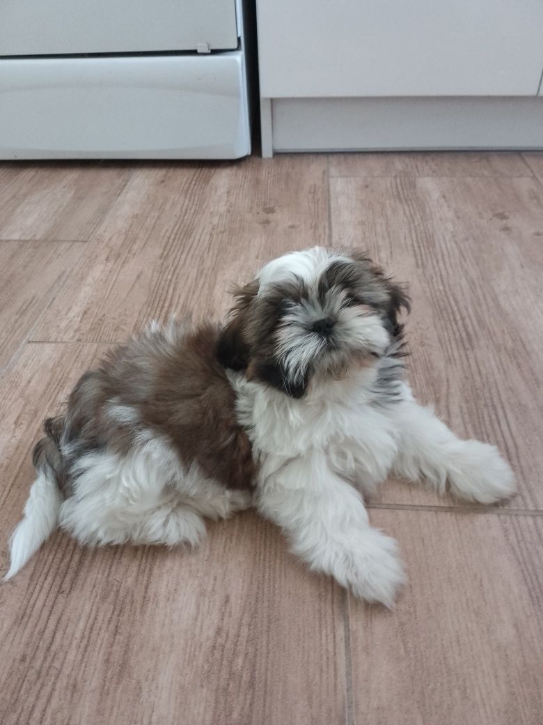 Uroczy,odchowany piesek Shih tzu