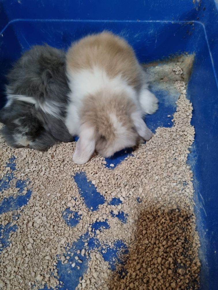 Coelhos anoes mini lop(orelhudo) e mini holandeses do criador