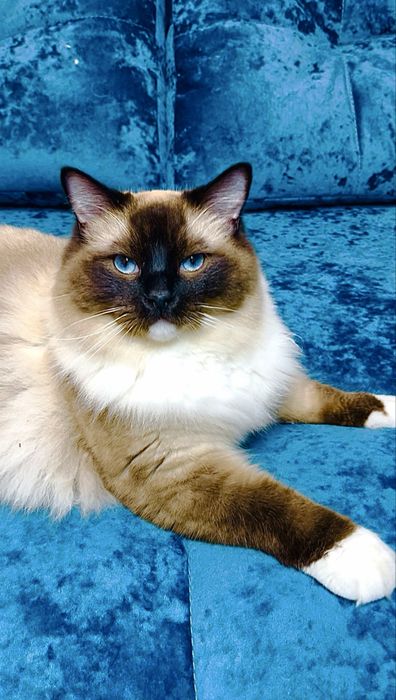 Чистокровний представник породи Регдолл