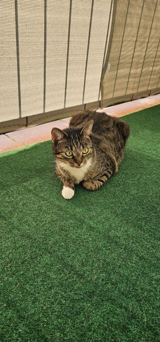 Cicha kotką i nie rysuje mebli