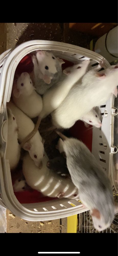 Крысы от 3 до 10 месяцев