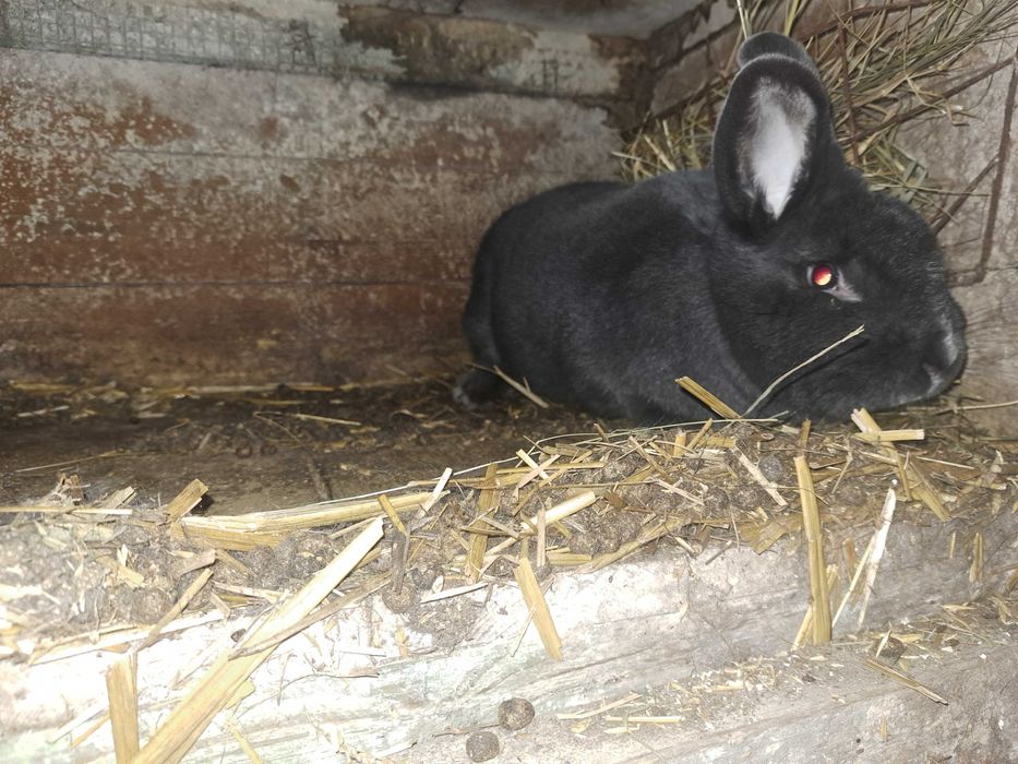 Samica wiedeńska niebieska