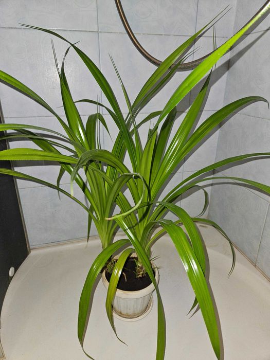 Панданус, Винтовая пальма, Pandanus