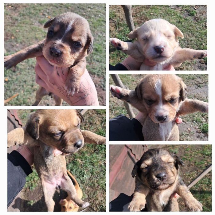 Отдам щенков такси