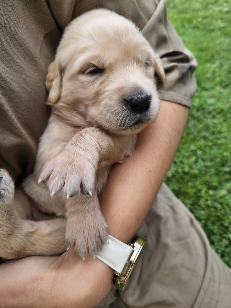 Piesek Golden retriever z rodowodem