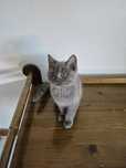 Gatinho Scottish Straight