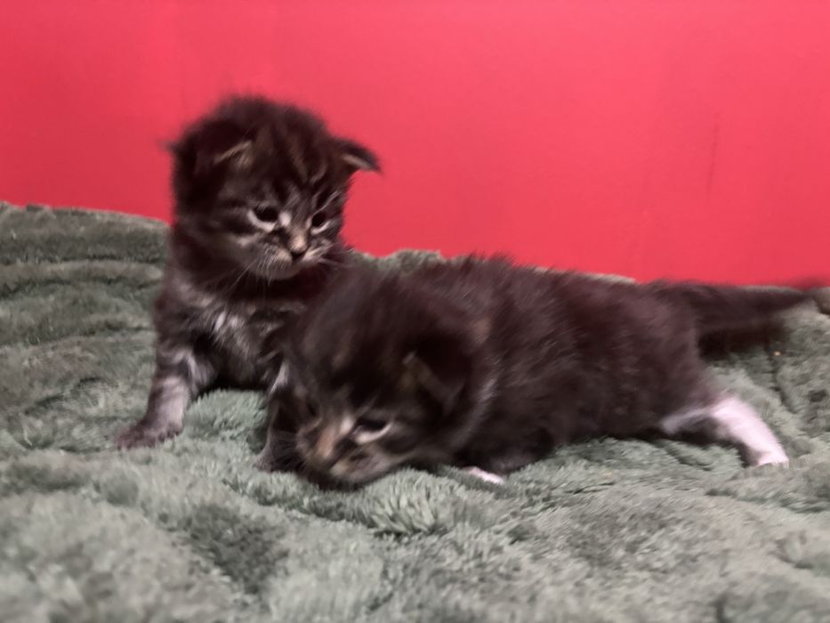 Kocurek Maine coon z rodowodem FPL