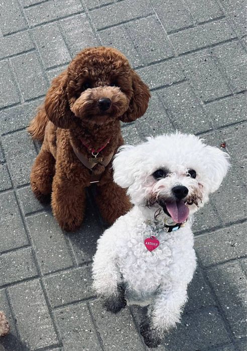 Продаж цуценят мальтіпу