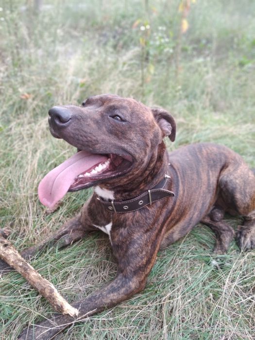 Питбультерьер ищет невесту