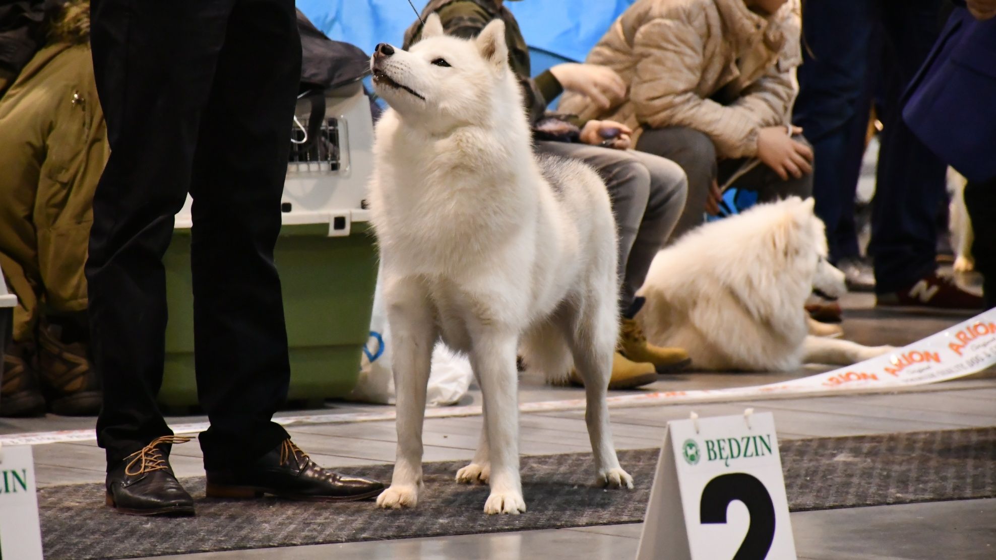 Siberian Hysky szczenie (pies)