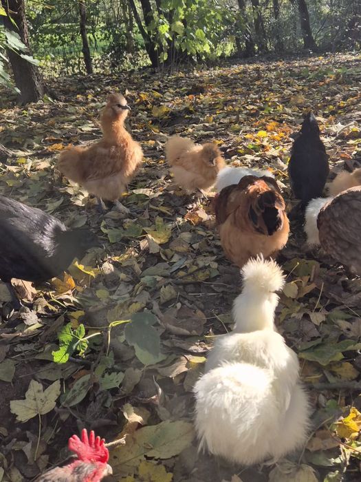 Kury i koguty Silki