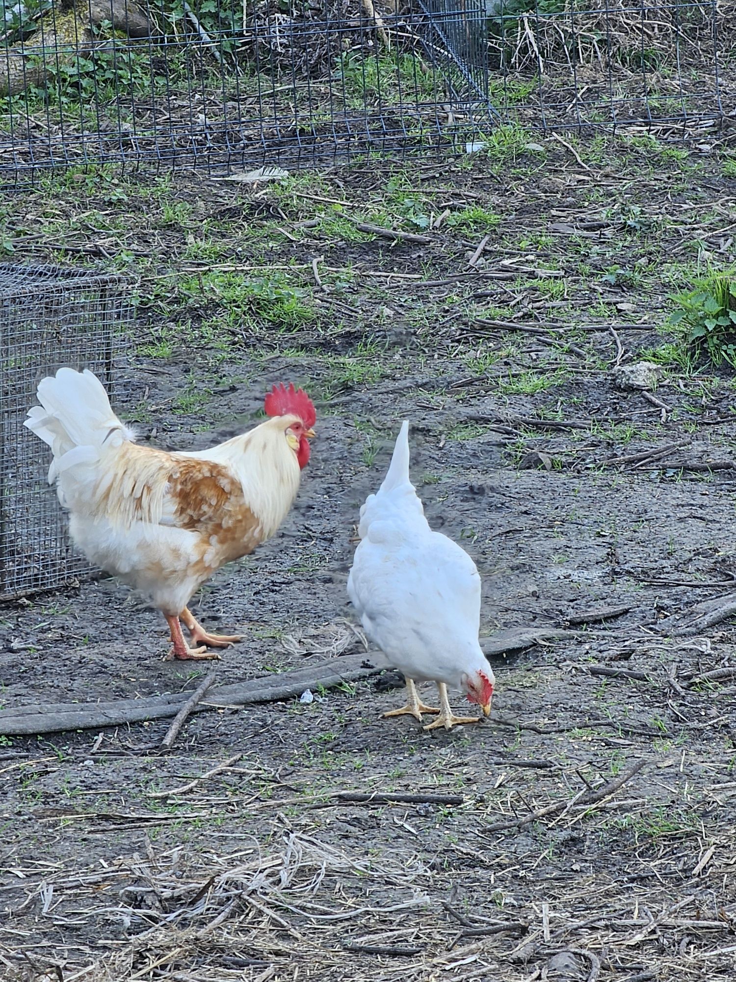 Jaja lęgowe kurze Leghorn 20 sztuk