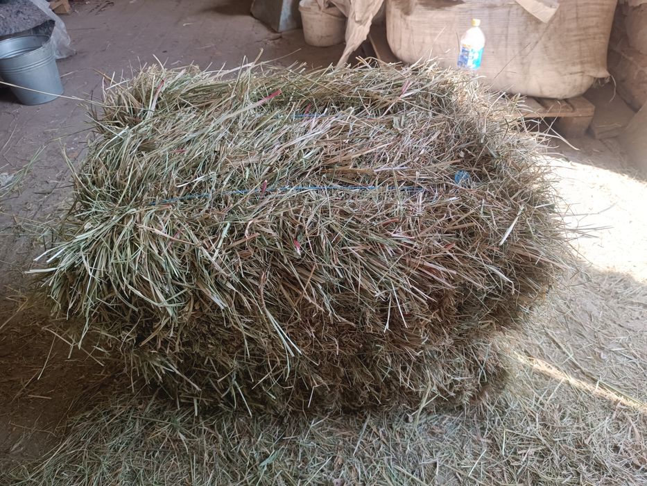 Сіно в тюках 2025