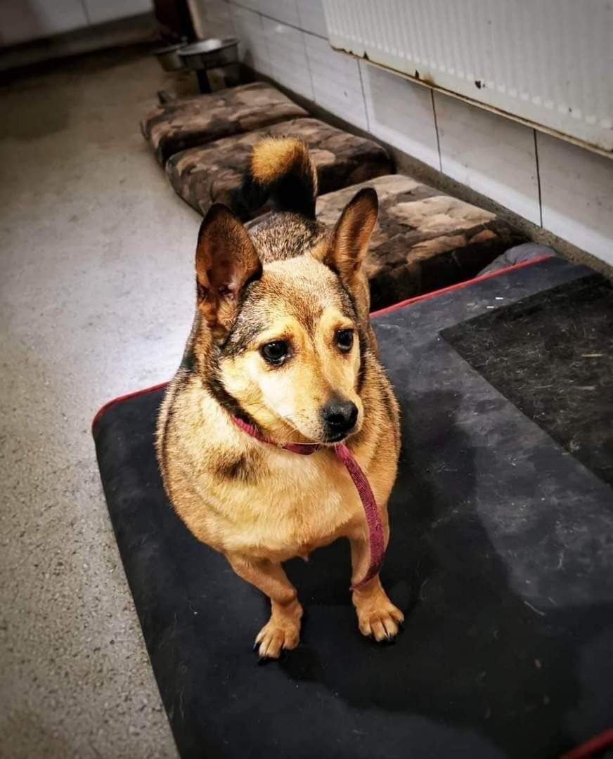 Sunieczki w typie Corgi, po likwidacji schroniska.