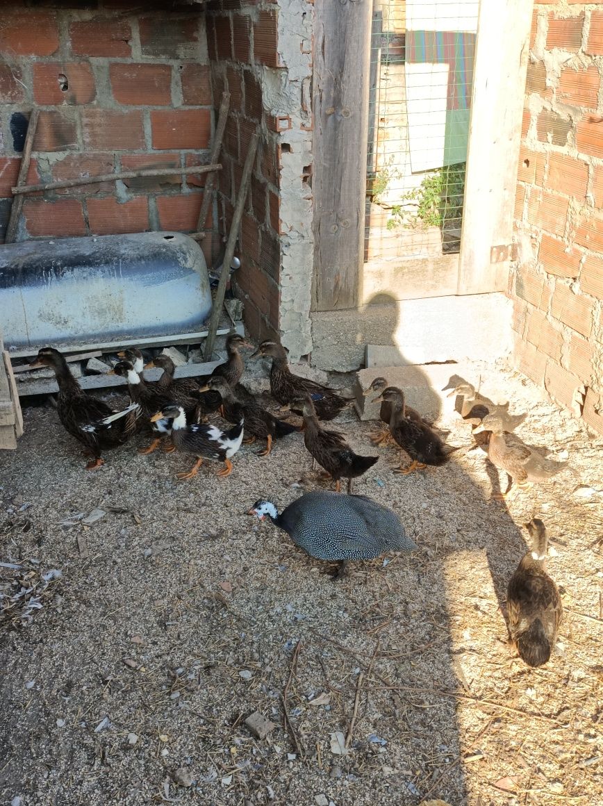 Pato Rouen puros
