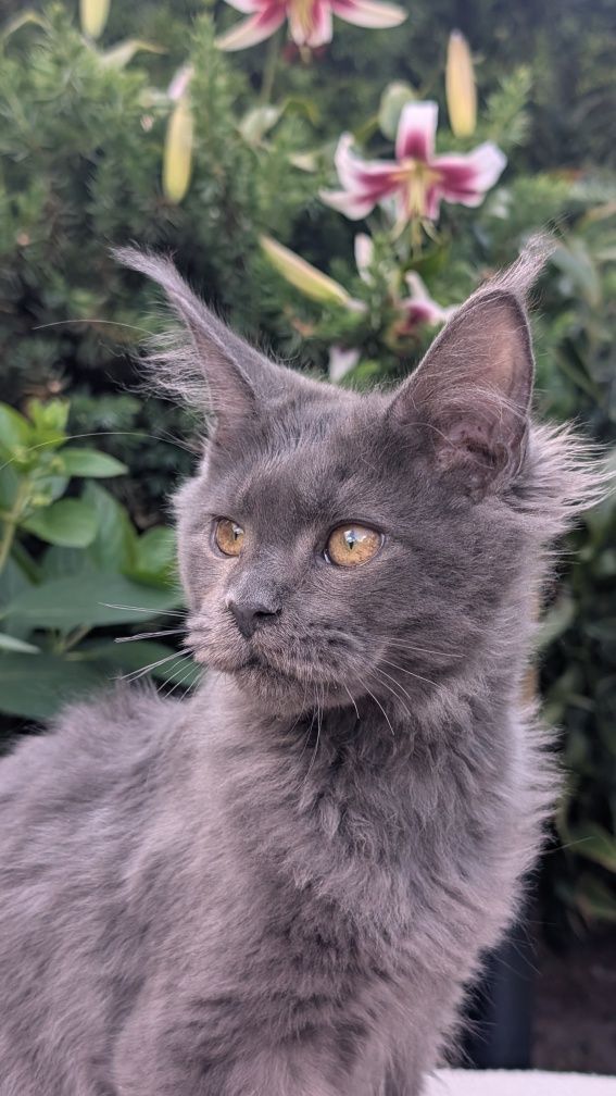 Simpson kocurek niebieski solid Maine Coon. Zapraszamy