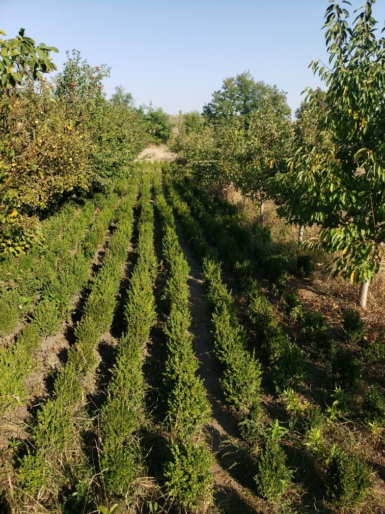 Самшит, буксус, бускус, декоративні рослини