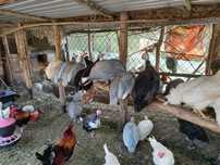 Jaja perlicze, jajka od perliczek, zielononóżka, araucana, marans