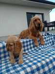 Cocker spaniel angielski szczenię