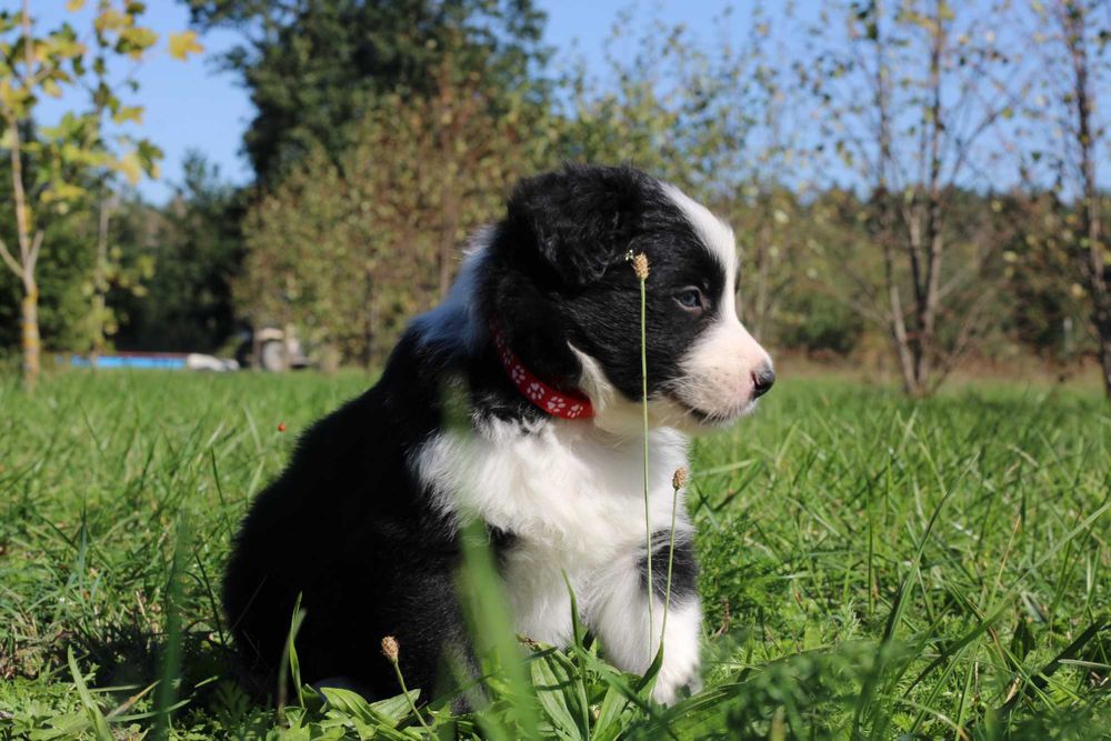 Border Collie piesek czarno biały
