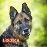 Liszka - suczka w typie owczarka niemieckiego szuka domu