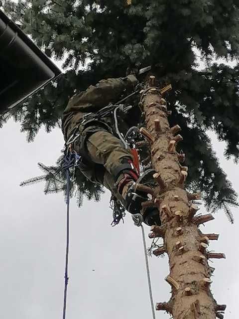 Wycinka, przycinka i pielęgnacja drzew, krzewów - arborysta