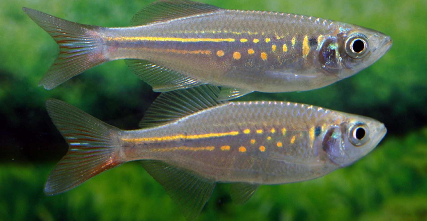 Danio malabarski - Devario malabaricus - Malabarskie - dowóz, wysyłka