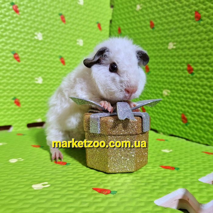 Морська свинка ам.тедді хлопчик біленький з чорними очками