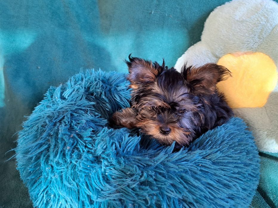 Yorkshire Terrier, york Drobnej budowy