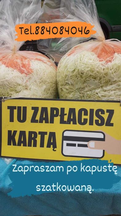 Kapusta kamienna głowa do kiszenia  szatkowana