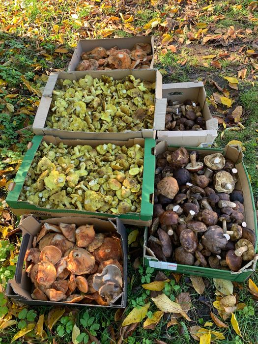 Sprzedam grzyby świeże: borowiki, rydze, koźlarze, gąska zielonka