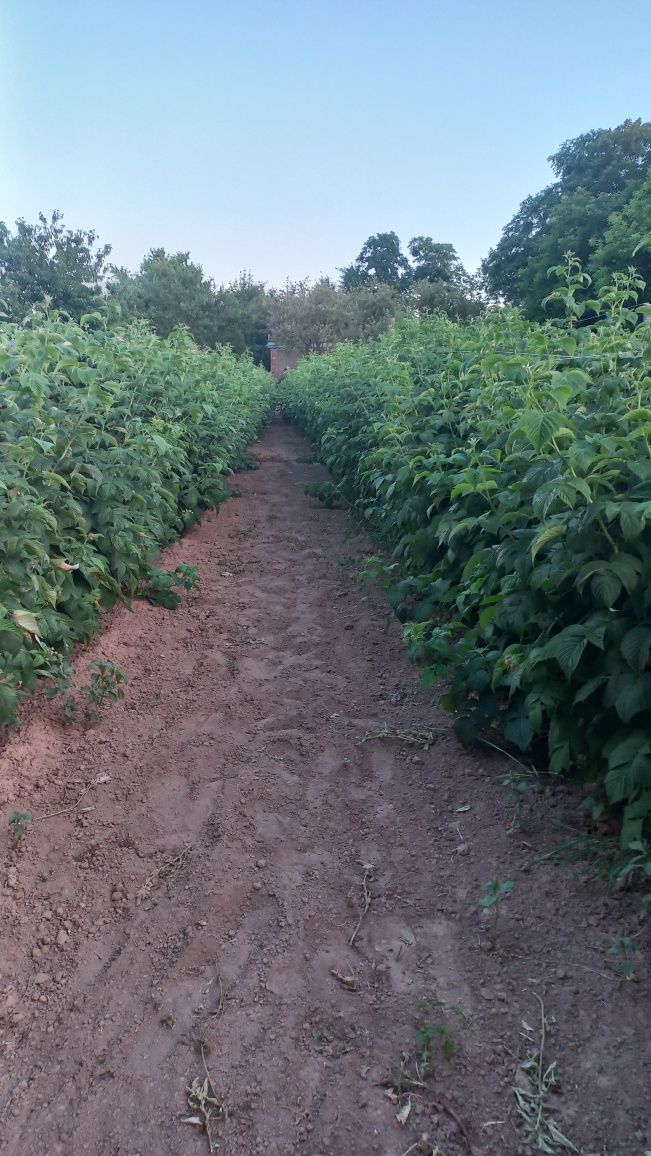 Продам саджинці малини сорт Еріка
