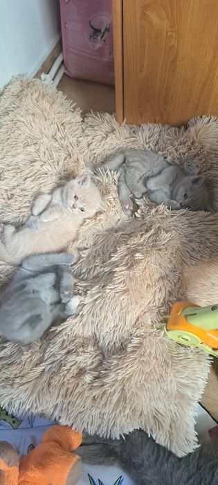 Zarezerwowany Kocurek liliowy brytyjski z rodowodem