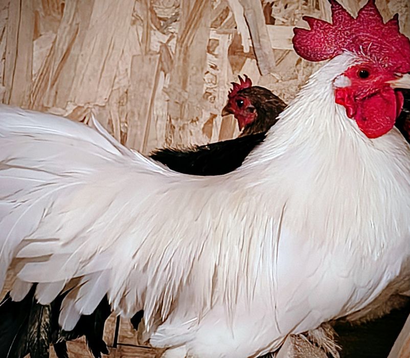 Sprzedam chabo z2025